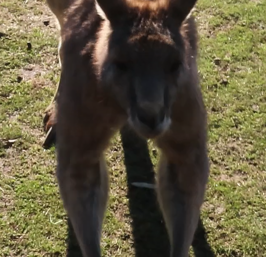 Ol’ Mate Boomer – A Quiet Encounter with an Aussie Legend