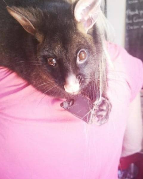 Our Inspiration - Pixie, the Brushtail Possum